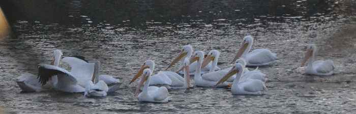 white pelicans on water